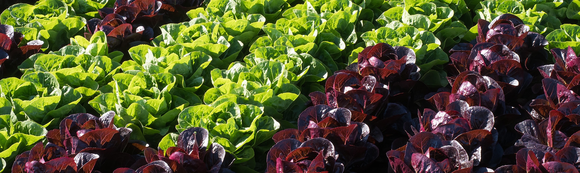 slide-salades-1