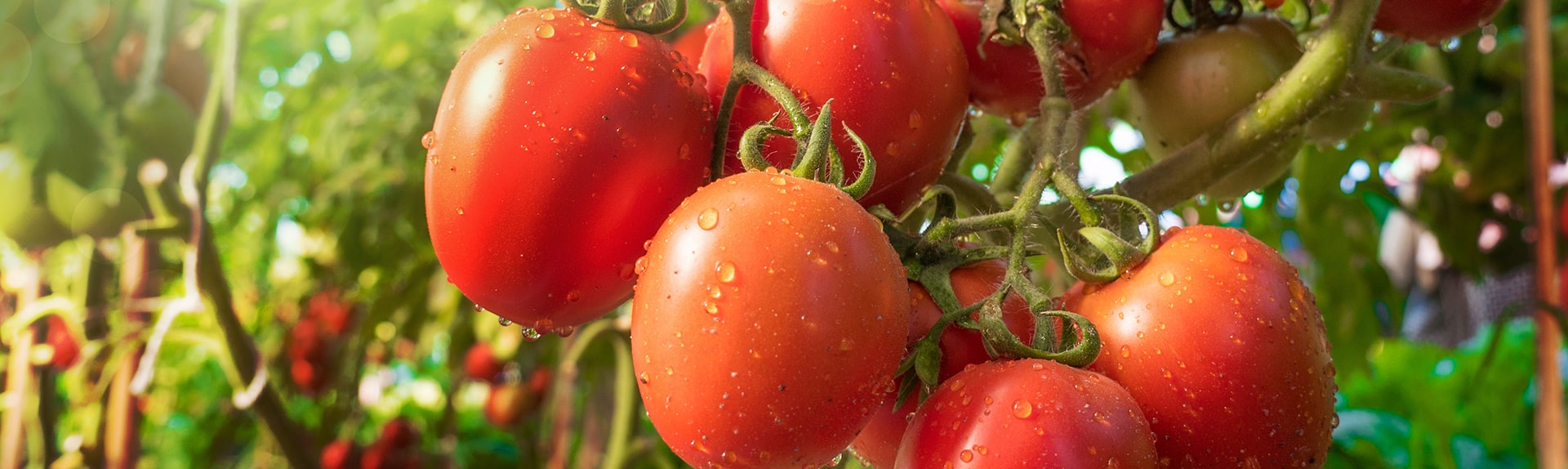 slide-tomates-1