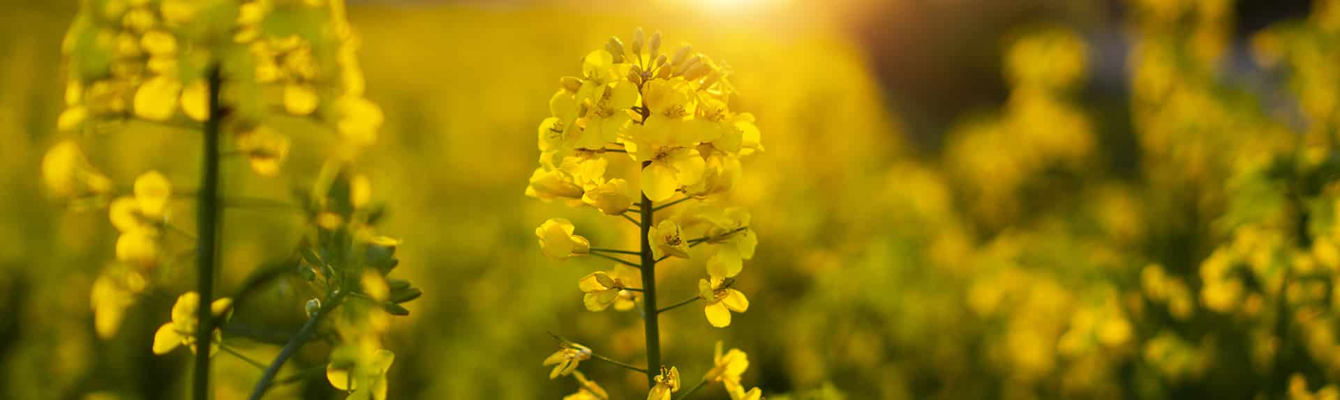 slide-rapeseed-1